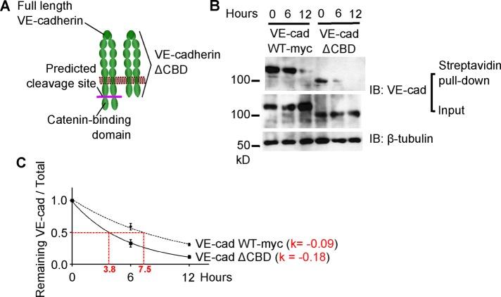 https://cdn.ncbi.nlm.nih.gov/pmc/blobs/915f/5221631/ca730c6c9b54/76fig5.jpg