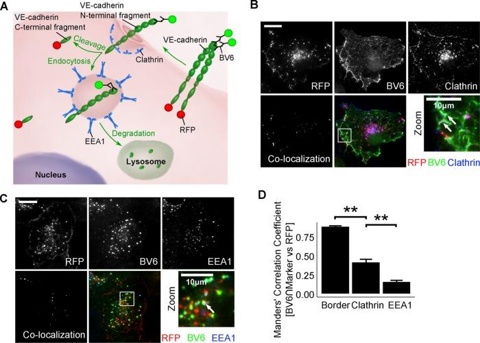 https://cdn.ncbi.nlm.nih.gov/pmc/blobs/915f/5221631/ead83e44d824/76fig4.jpg