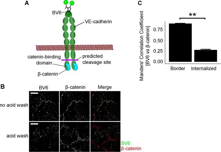 https://cdn.ncbi.nlm.nih.gov/pmc/blobs/915f/5221631/efb17c7d7b81/76fig2.jpg