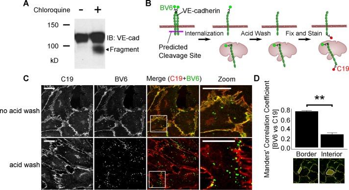 https://cdn.ncbi.nlm.nih.gov/pmc/blobs/915f/5221631/f6e5865c8c6c/76fig1.jpg