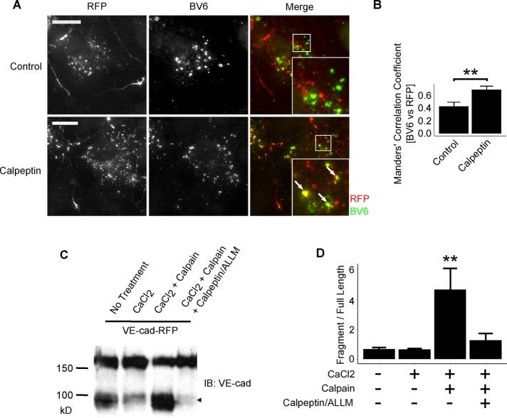 https://cdn.ncbi.nlm.nih.gov/pmc/blobs/915f/5221631/fa179559b7de/76fig7.jpg