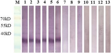 https://cdn.ncbi.nlm.nih.gov/pmc/blobs/9162/5116182/e69979e0276c/13071_2016_1882_Fig2_HTML.jpg