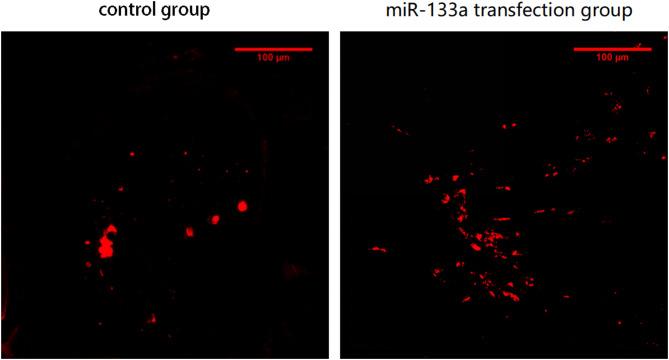 https://cdn.ncbi.nlm.nih.gov/pmc/blobs/9167/11844181/ce61102af39e/13019_2025_3367_Fig5_HTML.jpg