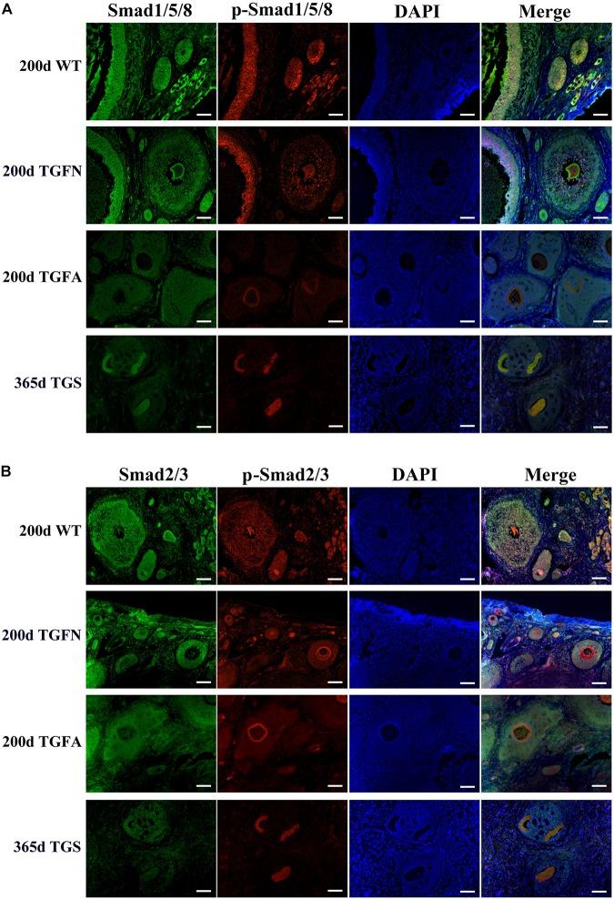 https://cdn.ncbi.nlm.nih.gov/pmc/blobs/9168/6877722/4ddd012fcfb9/fcell-07-00286-g006.jpg