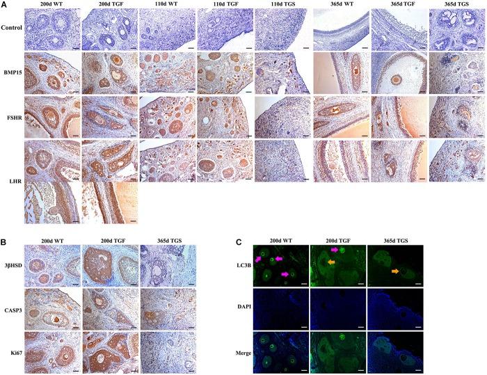 https://cdn.ncbi.nlm.nih.gov/pmc/blobs/9168/6877722/bc4afc2231ce/fcell-07-00286-g005.jpg