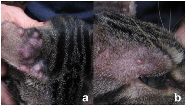https://cdn.ncbi.nlm.nih.gov/pmc/blobs/916a/5362848/0f62656bb6f8/10.1177_2055116916630002-fig1.jpg