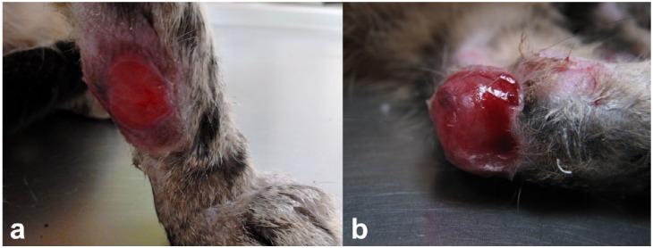 https://cdn.ncbi.nlm.nih.gov/pmc/blobs/916a/5362848/9f4a334fb860/10.1177_2055116916630002-fig2.jpg
