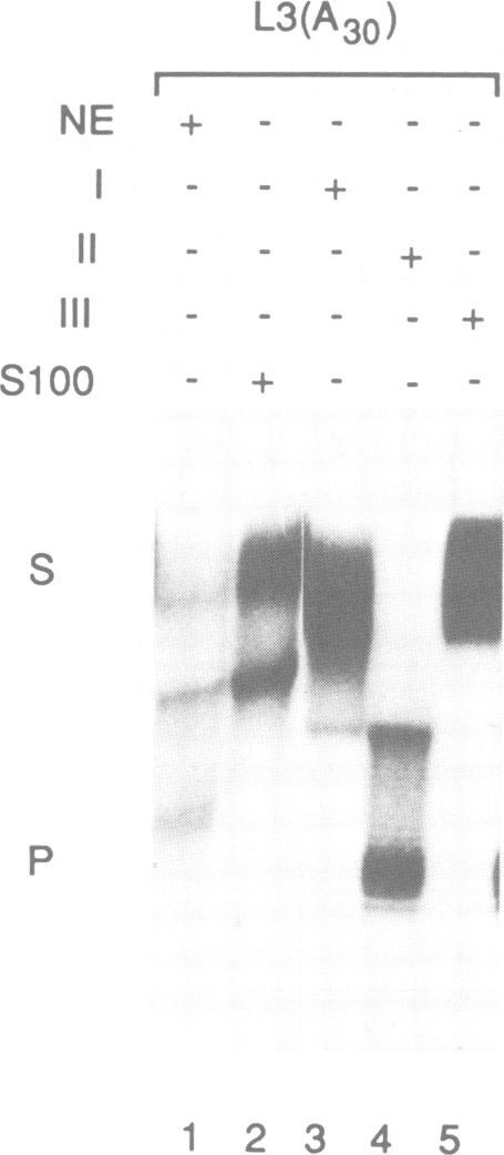 https://cdn.ncbi.nlm.nih.gov/pmc/blobs/9170/453022/afa19553a5aa/emboj00108-0337-b.jpg