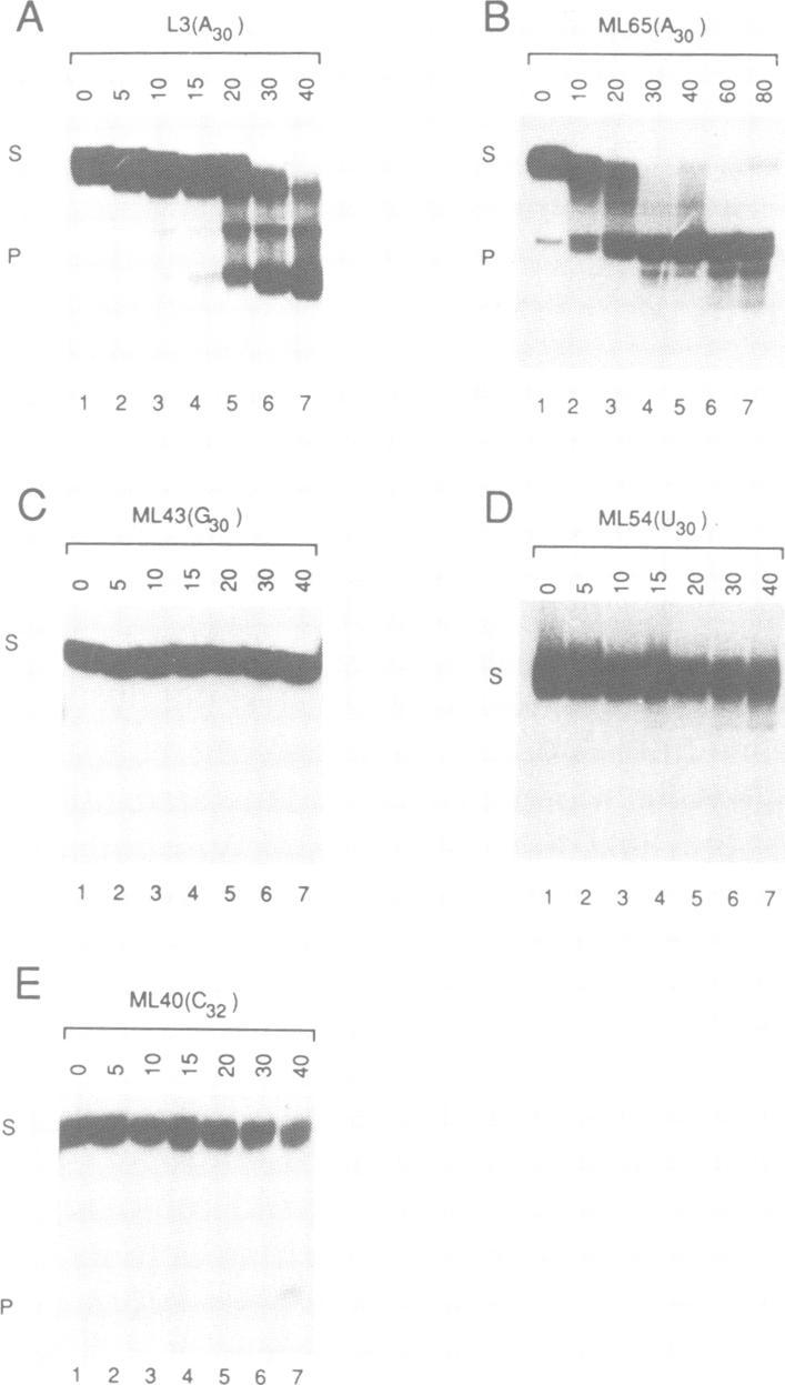 https://cdn.ncbi.nlm.nih.gov/pmc/blobs/9170/453022/f3cb478e6af0/emboj00108-0337-a.jpg