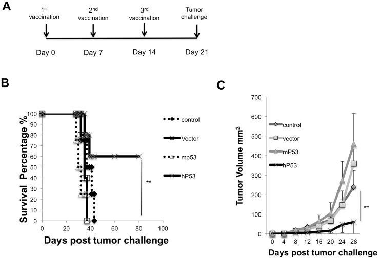 https://cdn.ncbi.nlm.nih.gov/pmc/blobs/9172/3574113/0f040695f8a0/pone.0056912.g003.jpg