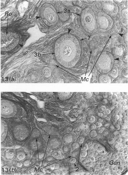https://cdn.ncbi.nlm.nih.gov/pmc/blobs/9175/1259852/05871d7a6e73/janat00141-0049-a.jpg