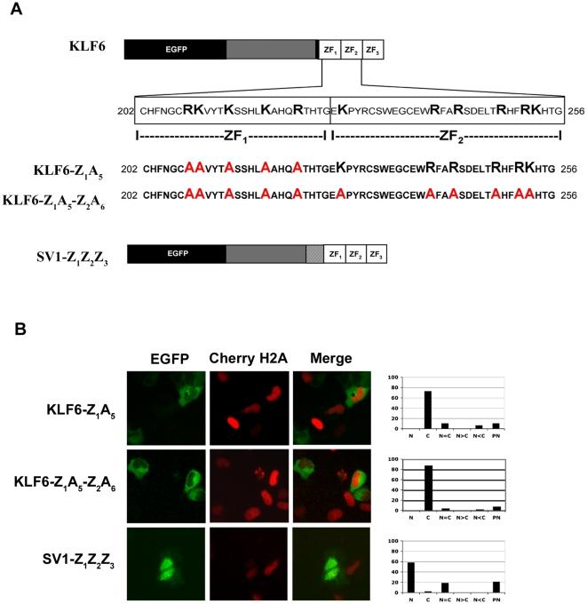 https://cdn.ncbi.nlm.nih.gov/pmc/blobs/9179/2936564/6bdac1a3cd29/pone.0012639.g003.jpg