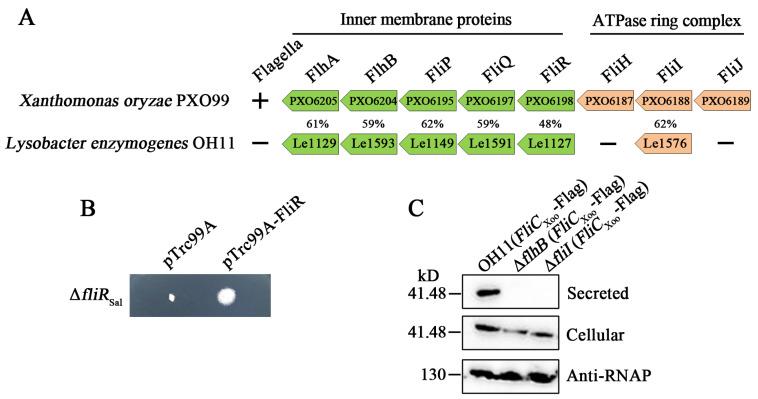 https://cdn.ncbi.nlm.nih.gov/pmc/blobs/917c/7277350/92e8604104c4/biomolecules-10-00733-g001.jpg