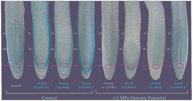 https://cdn.ncbi.nlm.nih.gov/pmc/blobs/917f/7915054/a17835f5e3d3/genes-12-00236-g006.jpg