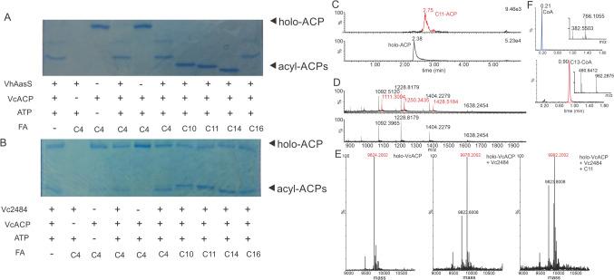 https://cdn.ncbi.nlm.nih.gov/pmc/blobs/9181/12208996/3d95c0e582a0/284_2025_4332_Fig4_HTML.jpg