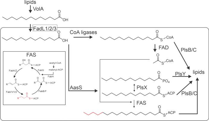 https://cdn.ncbi.nlm.nih.gov/pmc/blobs/9181/12208996/93ff1087cbea/284_2025_4332_Fig1_HTML.jpg
