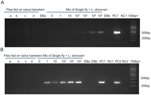 https://cdn.ncbi.nlm.nih.gov/pmc/blobs/9181/4871566/a4bdf44c5b7f/pntd.0004706.g002.jpg