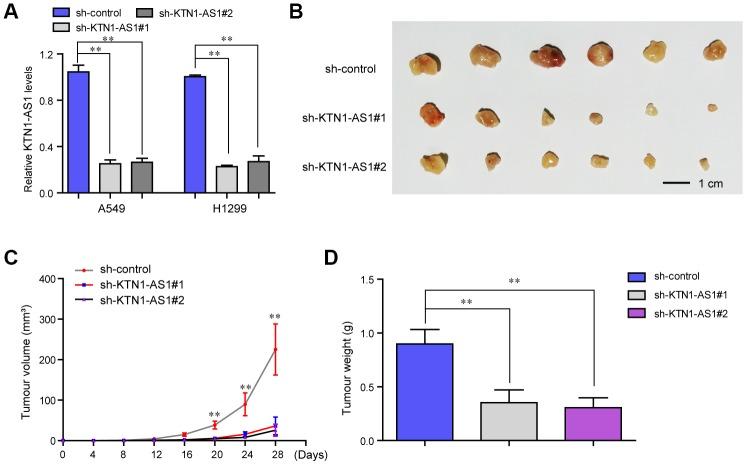 https://cdn.ncbi.nlm.nih.gov/pmc/blobs/9181/7244022/04fede48b514/aging-12-103191-g004.jpg