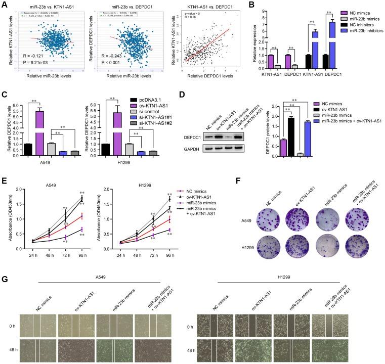 https://cdn.ncbi.nlm.nih.gov/pmc/blobs/9181/7244022/0dc35a7dec6a/aging-12-103191-g008.jpg