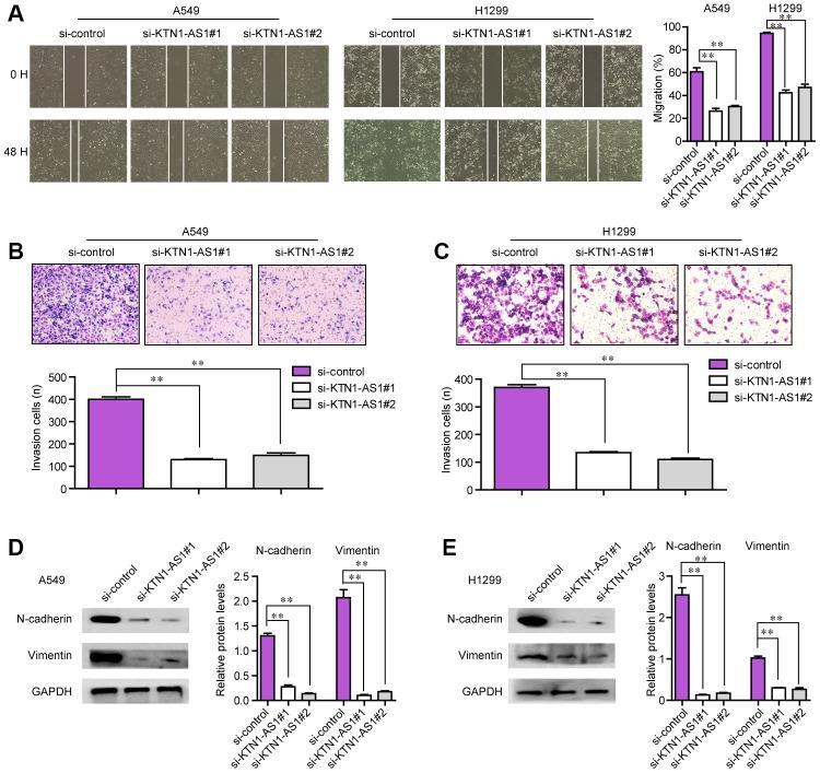 https://cdn.ncbi.nlm.nih.gov/pmc/blobs/9181/7244022/314976633293/aging-12-103191-g005.jpg