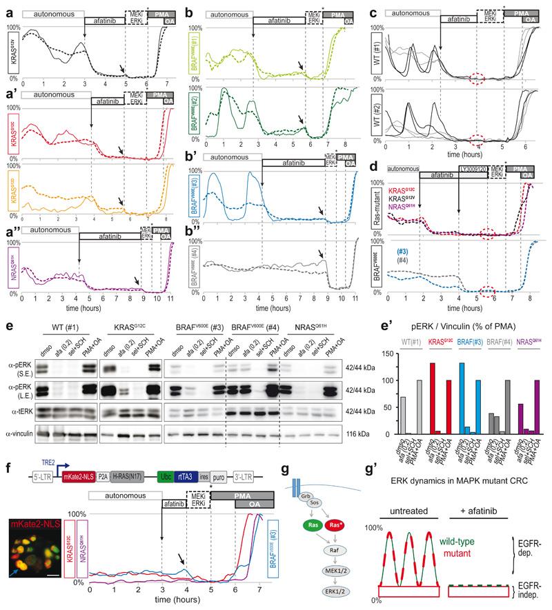https://cdn.ncbi.nlm.nih.gov/pmc/blobs/9189/7610573/76818471bcf2/EMS118801-f004.jpg
