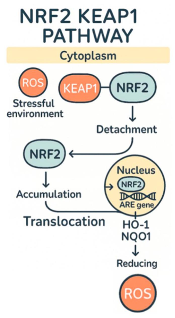 https://cdn.ncbi.nlm.nih.gov/pmc/blobs/918a/12347654/12cc0a2f719a/ijms-26-07316-g002.jpg