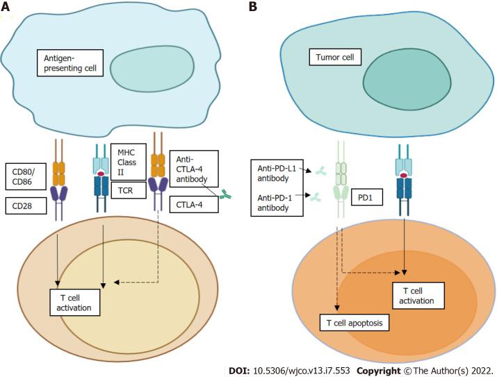 https://cdn.ncbi.nlm.nih.gov/pmc/blobs/918b/9346428/89515c6d0714/WJCO-13-553-g001.jpg