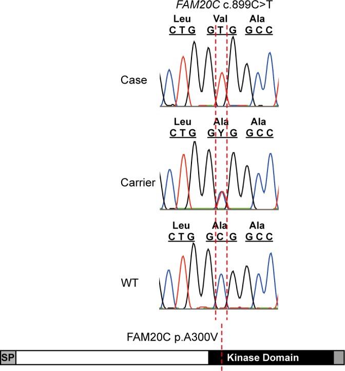 https://cdn.ncbi.nlm.nih.gov/pmc/blobs/918f/4871343/a959de233ebf/pgen.1006037.g005.jpg