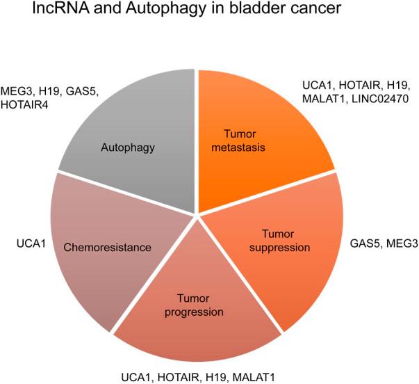 https://cdn.ncbi.nlm.nih.gov/pmc/blobs/918f/9845264/f08d611695ad/fgene-13-1051762-g003.jpg