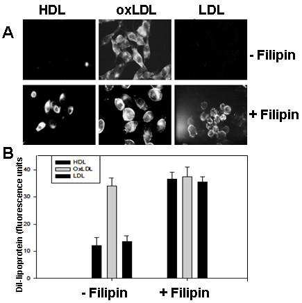 https://cdn.ncbi.nlm.nih.gov/pmc/blobs/9192/2483703/9e20db202470/1476-511X-7-23-3.jpg