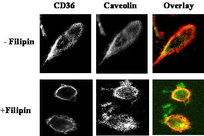 https://cdn.ncbi.nlm.nih.gov/pmc/blobs/9192/2483703/d49c3e45a746/1476-511X-7-23-7.jpg