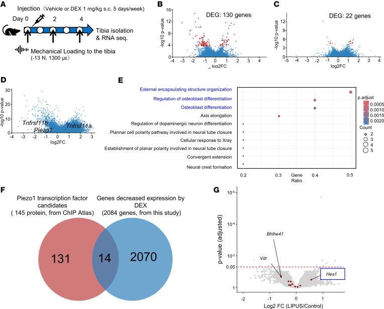 https://cdn.ncbi.nlm.nih.gov/pmc/blobs/9193/11623955/936b0d92f499/jciinsight-9-179963-g032.jpg
