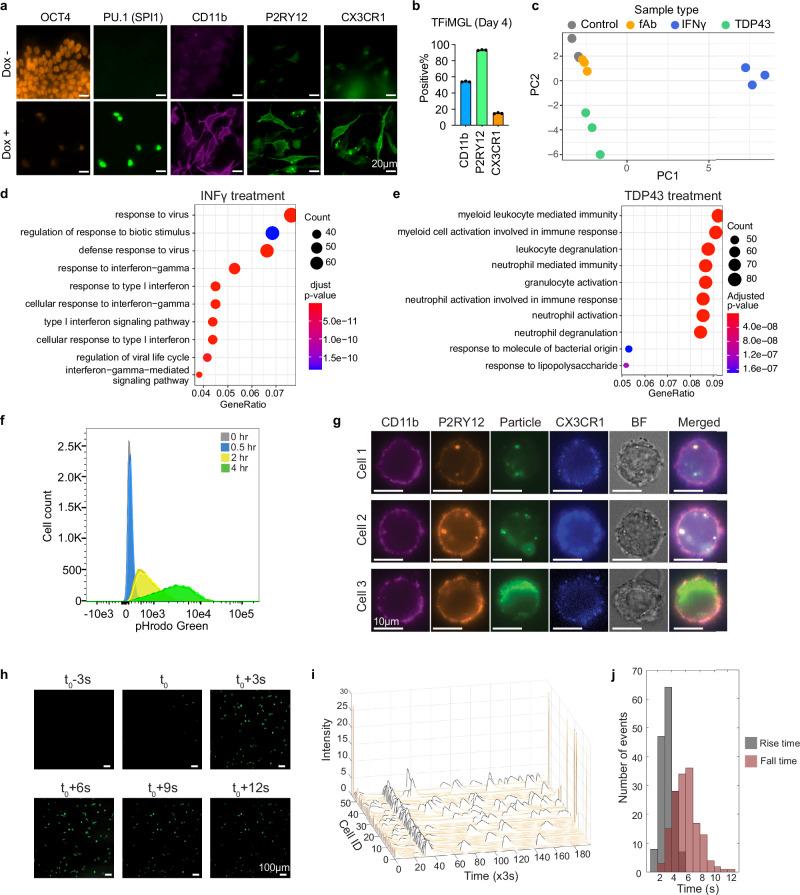 https://cdn.ncbi.nlm.nih.gov/pmc/blobs/919b/12152180/c506c228821b/41467_2025_59596_Fig5_HTML.jpg
