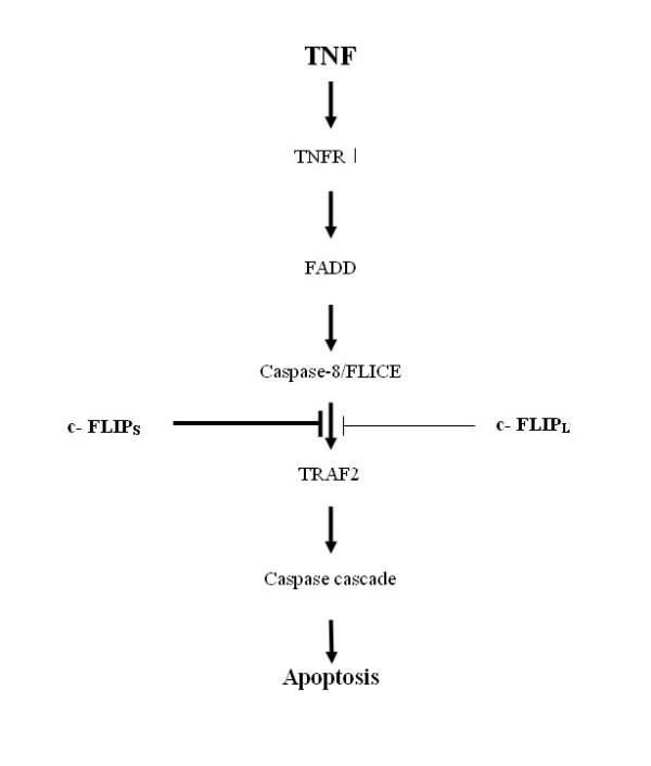 https://cdn.ncbi.nlm.nih.gov/pmc/blobs/919d/2259347/3b4bb77a7b64/1750-2187-3-2-5.jpg