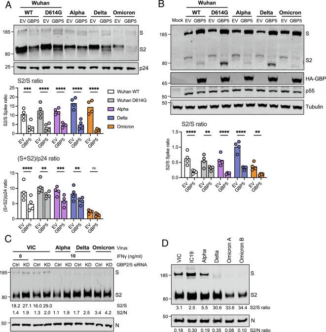 https://cdn.ncbi.nlm.nih.gov/pmc/blobs/91a1/9945951/2f91605c81d9/pnas.2212577120fig02.jpg