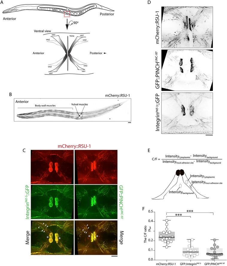https://cdn.ncbi.nlm.nih.gov/pmc/blobs/91a2/7341117/a7e27b65868f/2507f2.jpg
