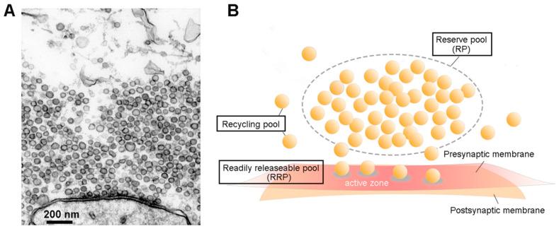 https://cdn.ncbi.nlm.nih.gov/pmc/blobs/91a2/8002314/7febad82bb3f/cells-10-00658-g001.jpg