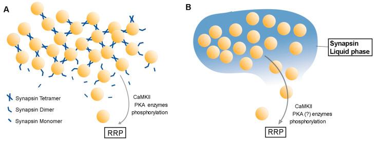 https://cdn.ncbi.nlm.nih.gov/pmc/blobs/91a2/8002314/b569aa141af9/cells-10-00658-g004.jpg