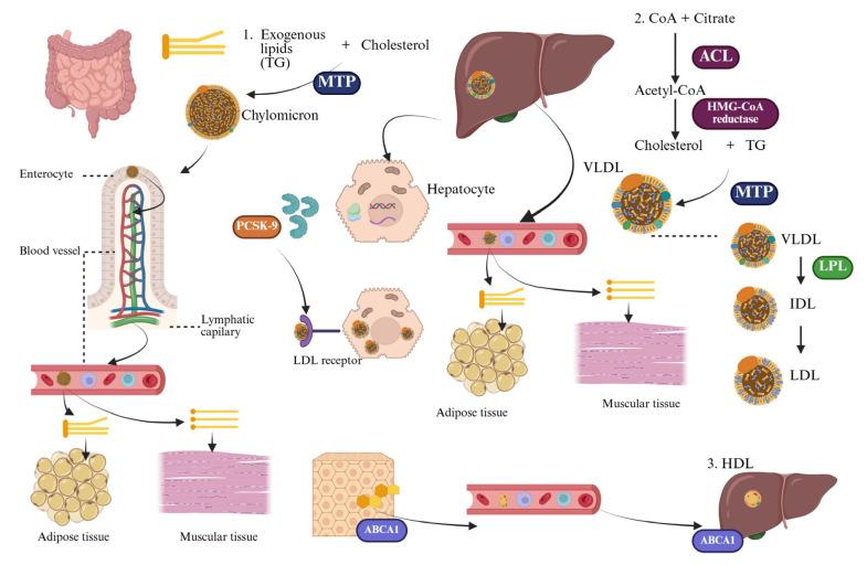https://cdn.ncbi.nlm.nih.gov/pmc/blobs/91a4/12387733/2e3b1ccd4f28/life-15-01185-g002.jpg
