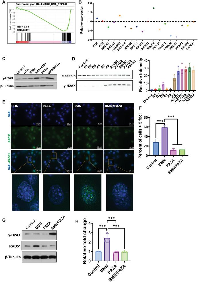 https://cdn.ncbi.nlm.nih.gov/pmc/blobs/91a5/11109615/5ff3d907f557/ADVS-11-2307940-g007.jpg