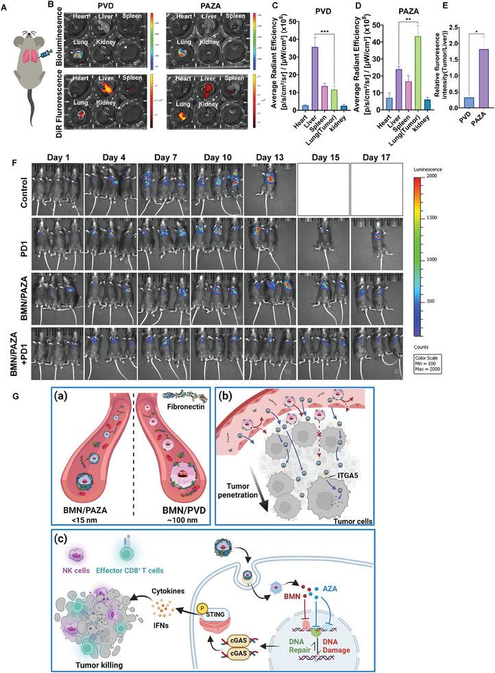 https://cdn.ncbi.nlm.nih.gov/pmc/blobs/91a5/11109615/9bd2fde75569/ADVS-11-2307940-g001.jpg