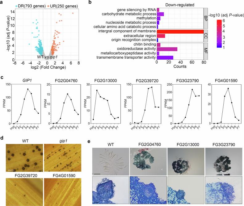 https://cdn.ncbi.nlm.nih.gov/pmc/blobs/91b4/12238526/6d298b6fcdad/41467_2025_61704_Fig4_HTML.jpg