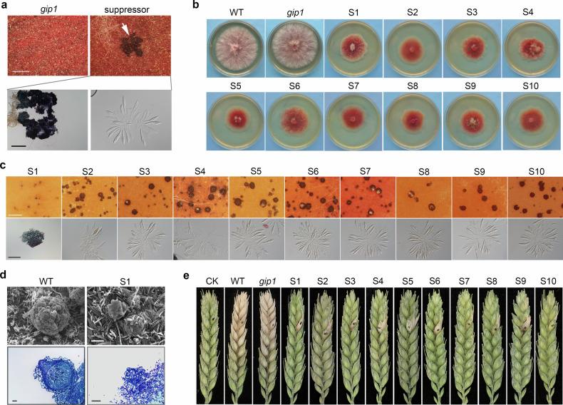 https://cdn.ncbi.nlm.nih.gov/pmc/blobs/91b4/12238526/8648ac4629e0/41467_2025_61704_Fig5_HTML.jpg