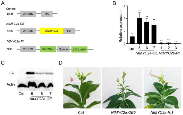 https://cdn.ncbi.nlm.nih.gov/pmc/blobs/91b7/8747387/1139ae07260c/plants-11-00017-g001.jpg
