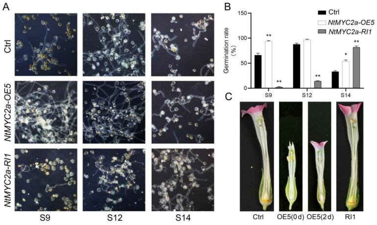 https://cdn.ncbi.nlm.nih.gov/pmc/blobs/91b7/8747387/8cec3a839afb/plants-11-00017-g006.jpg