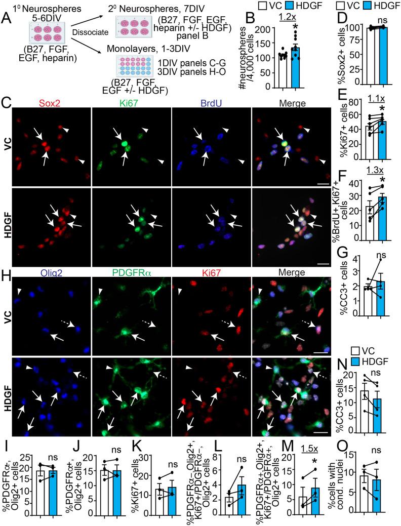 https://cdn.ncbi.nlm.nih.gov/pmc/blobs/91b7/8943302/cc3f92f1c02b/10.1177_17590914221086340-fig2.jpg