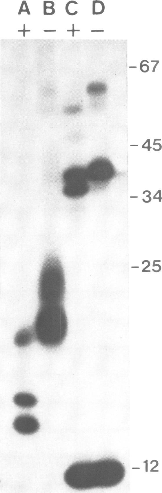 https://cdn.ncbi.nlm.nih.gov/pmc/blobs/91b9/555363/53c33adf0711/emboj00263-0182-a.jpg