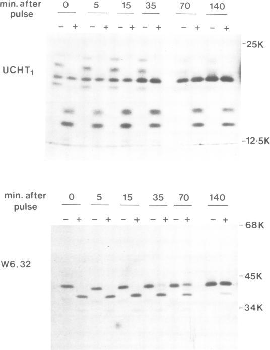 https://cdn.ncbi.nlm.nih.gov/pmc/blobs/91b9/555363/706b65235119/emboj00263-0180-a.jpg