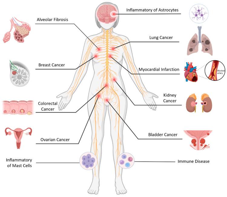 https://cdn.ncbi.nlm.nih.gov/pmc/blobs/91bc/11277139/3514c3d2b21a/ijms-25-07715-g003.jpg