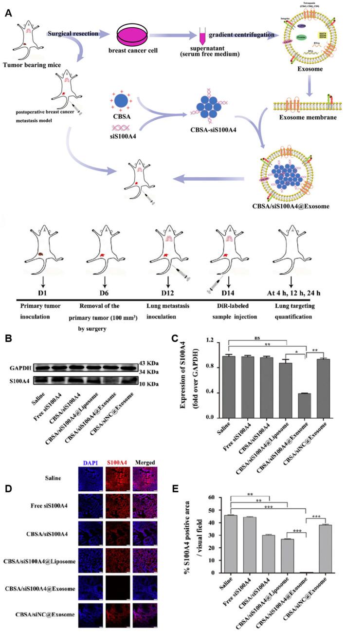 https://cdn.ncbi.nlm.nih.gov/pmc/blobs/91bc/11277139/70e63f740cd8/ijms-25-07715-g005.jpg